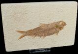 Knightia Fossil Fish - Wyoming #6558-1